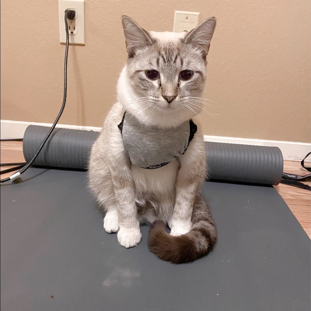 Homemade Cat Shirt